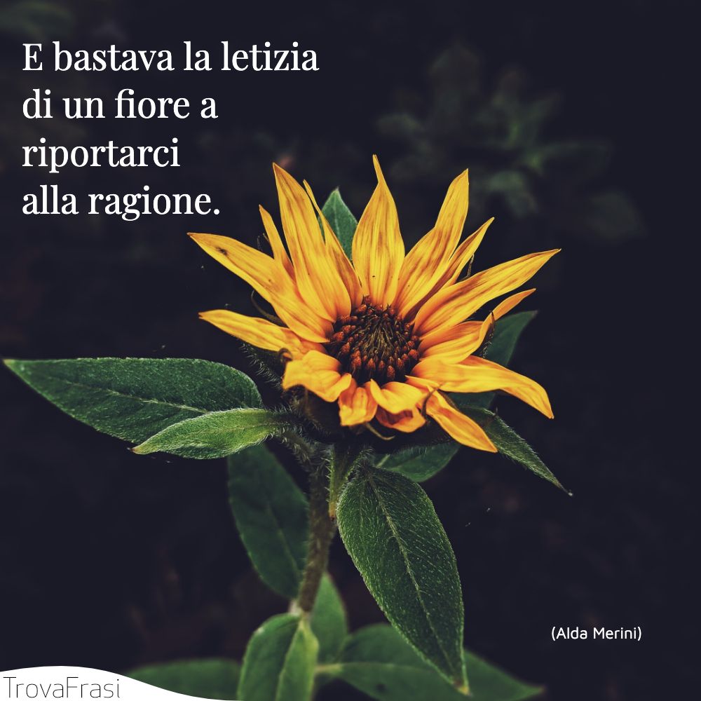 E bastava la letizia di un fiore a riportarci alla ragione.
