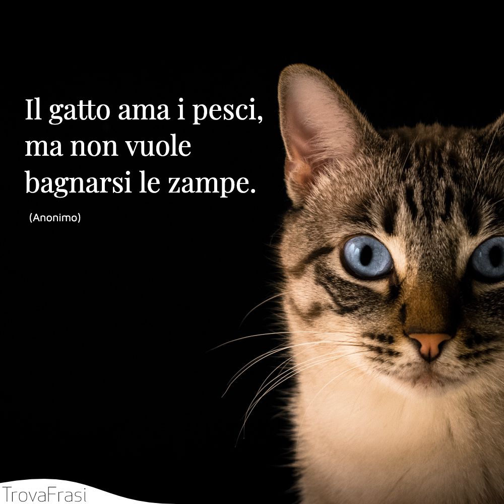Il gatto ama i pesci, ma non vuole bagnarsi le zampe.