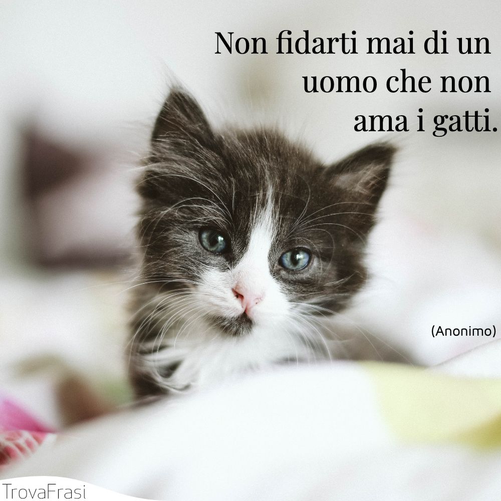 Non fidarti mai di un uomo che non ama i gatti.