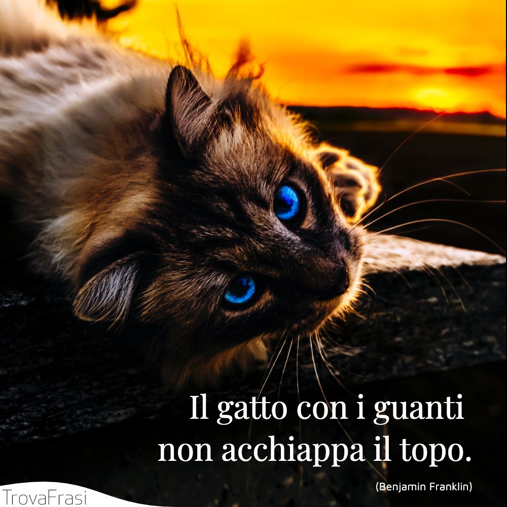 Il gatto con i guanti non acchiappa il topo.