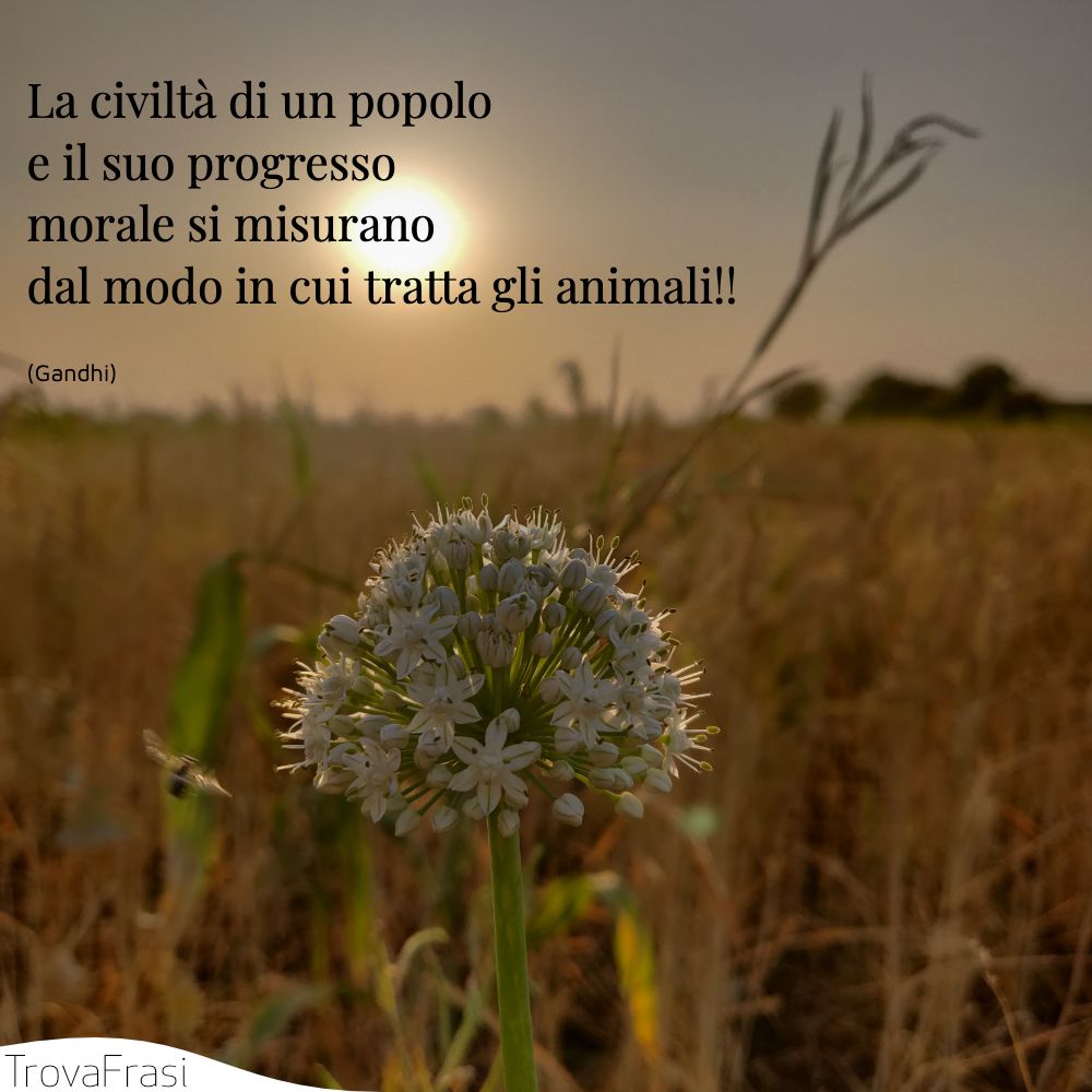 La civiltà di un popolo e il suo progresso morale si misurano dal modo in cui tratta gli animali!!
