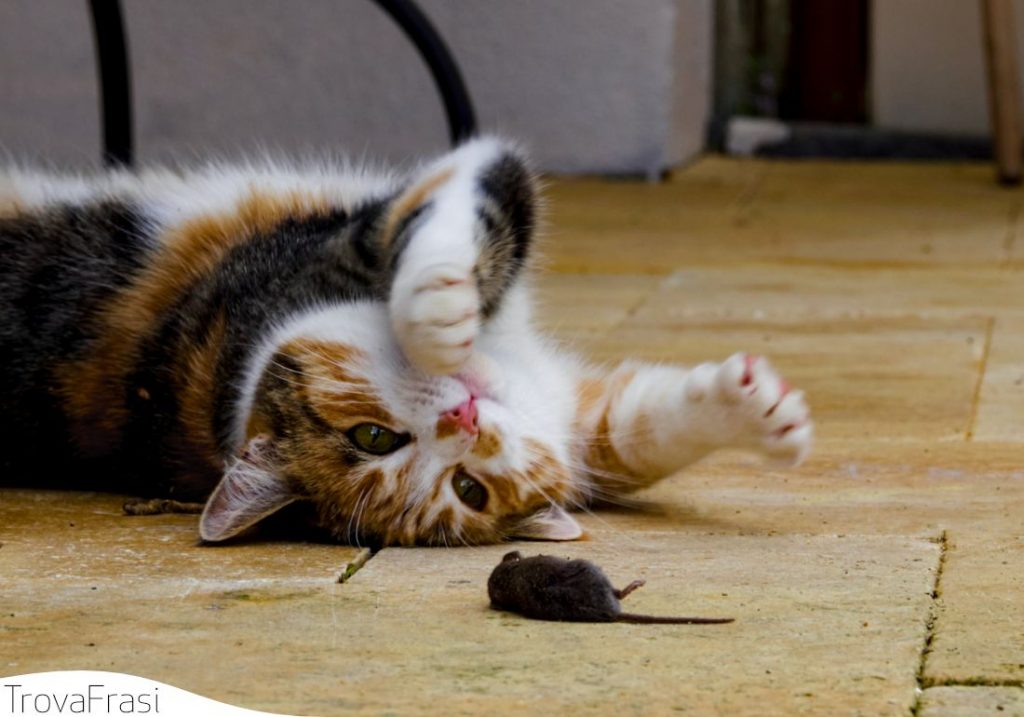 gatti e topi