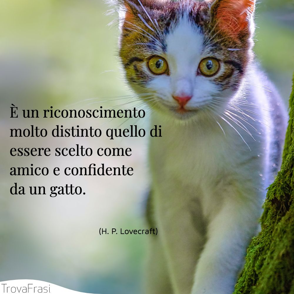 È un riconoscimento molto distinto quello di essere scelto come amico e confidente da un gatto.