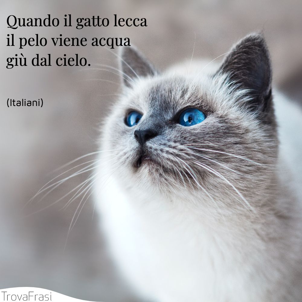 Quando il gatto lecca il pelo viene acqua giù dal cielo.