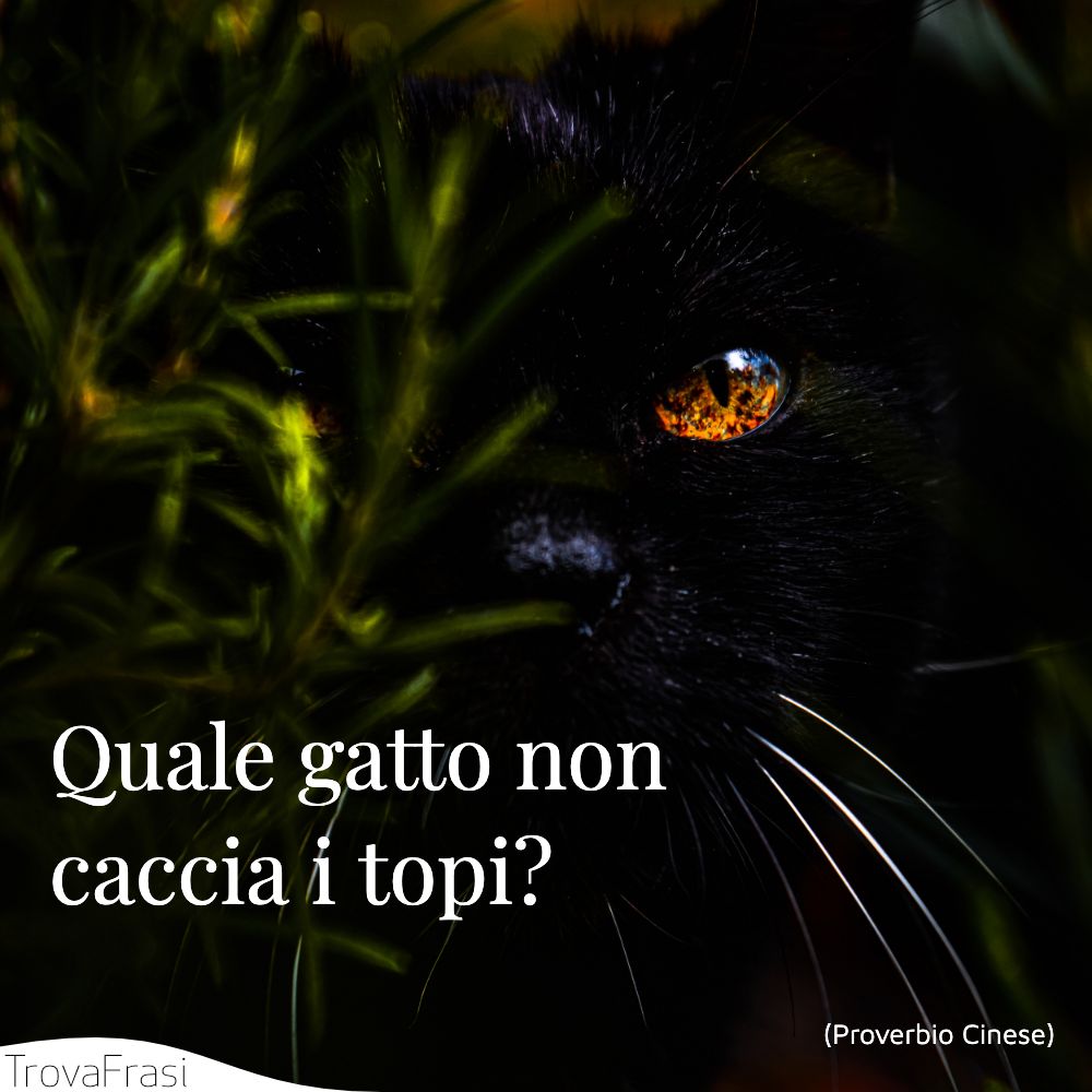 Quale gatto non caccia i topi?