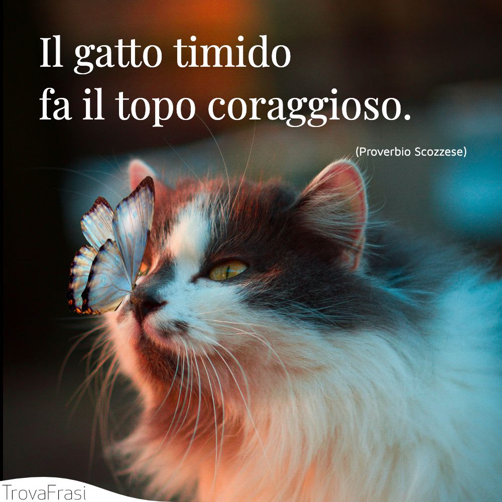 Il gatto timido fa il topo coraggioso.