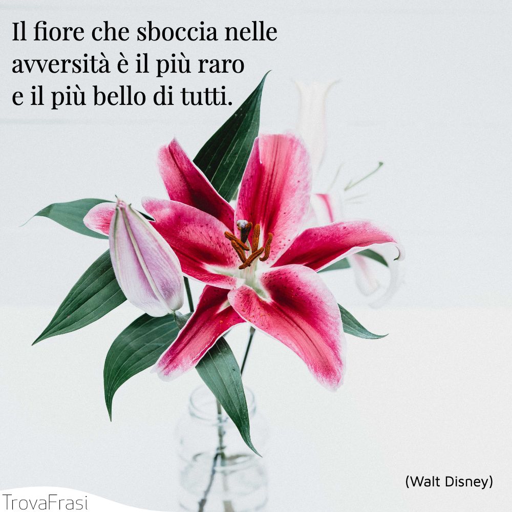 Il fiore che sboccia nelle avversità è il più raro e il più bello di tutti.